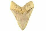 Serrated, Fossil Megalodon Tooth - Indonesia #279204-1